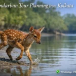 Sundarban Tour Planning from Kolkata