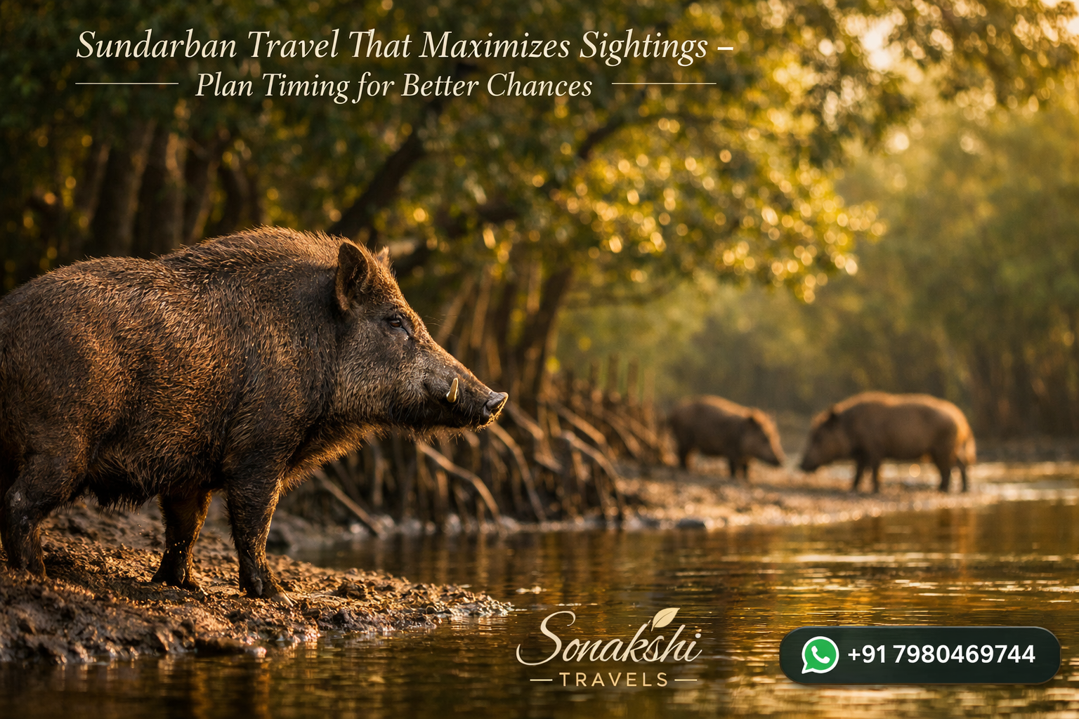 Sundarban Travel That Maximizes Sightings - Plan Timing for Better Chances